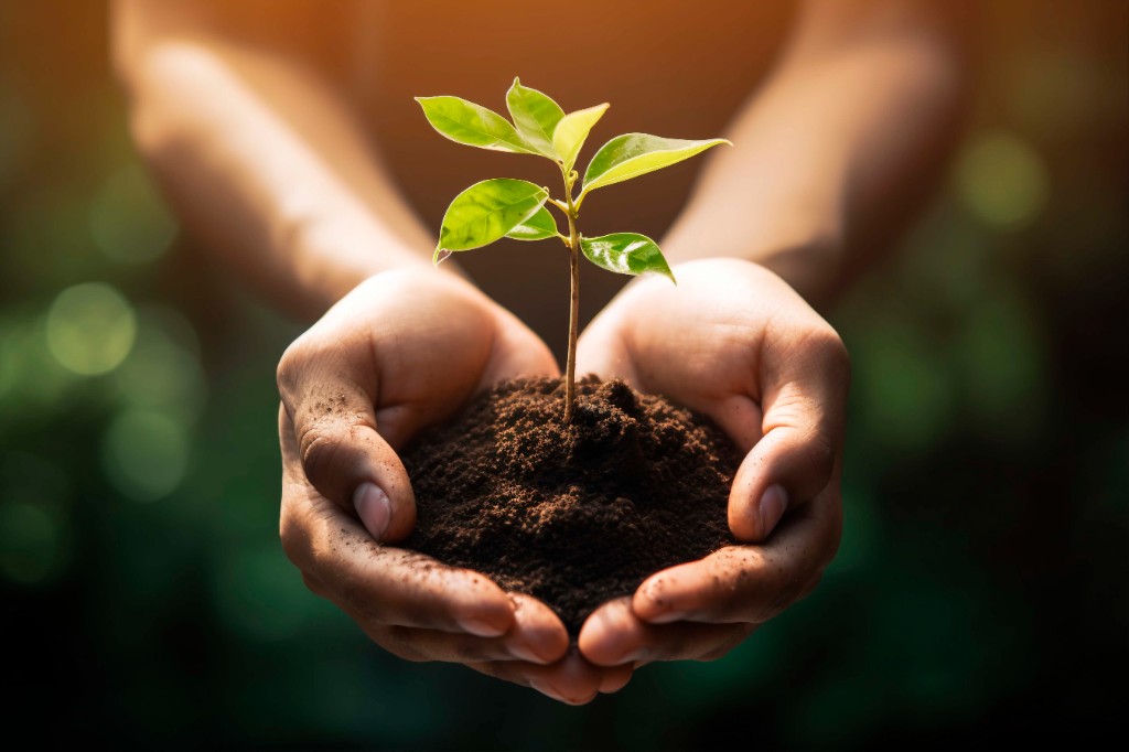 Hands holding a young plant